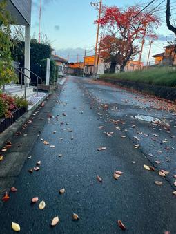 落ち葉と濡れた道路 秋,朝,早朝の写真素材