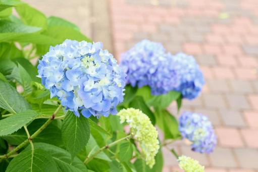 青い紫陽花 青い紫陽花の写真