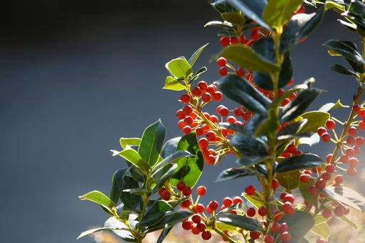 セイヨウヒイラギ 赤い実,コピースペース,植物の写真素材