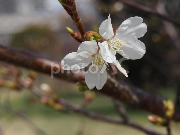 咲き始めた桜 春イメージ,さくら,桜の写真素材