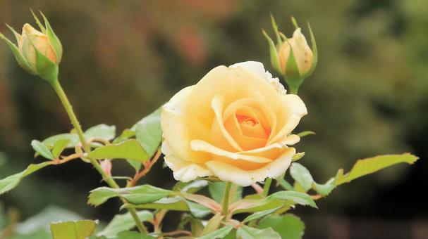 河津バカテル公園　秋バラ 薔薇,秋,花の写真素材