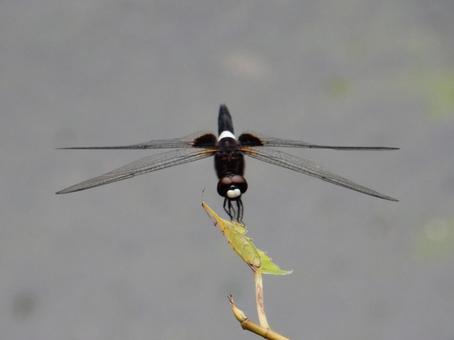 Photo, pseudothemis dragonfly, waist sky dragonfly, natural, 