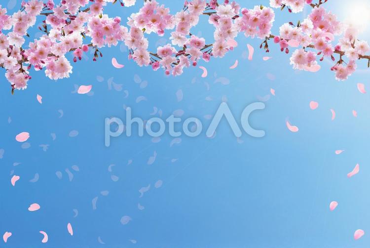 青い空とピンクの桜　舞い散る花びら 桜,花,春の写真素材