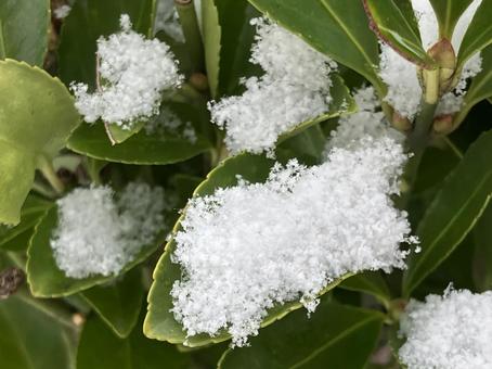 葉っぱの上に雪帽子 雪,冬,イメージの写真素材