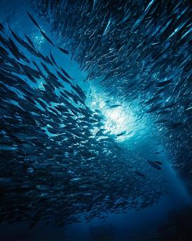 美しい海を泳ぐイワシの群れ 美しい海を泳ぐイワシの群れの写真