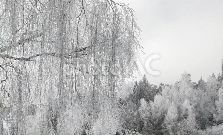 北欧の冬 北欧,冬,季節の写真素材