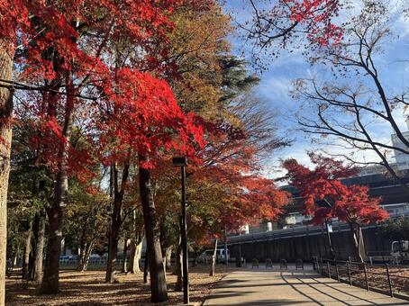 紅葉 紅葉,赤,砧公園の写真素材