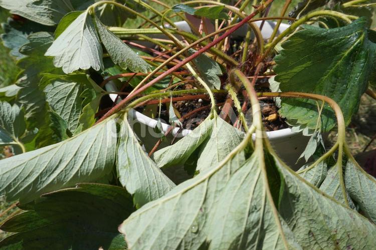 鉢植えの苺苗（水切れ）06 苺苗,いちご,植木鉢の写真素材
