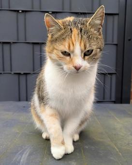 野良猫 三毛猫 ネコ,猫,野良猫の写真素材