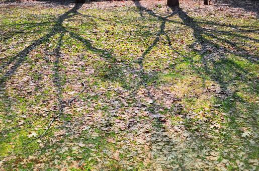 落ち葉と木のシルエットの写真