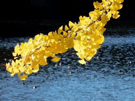 【紅葉写真】イチョウの黄葉 イチョウ,銀杏,黄葉の写真素材