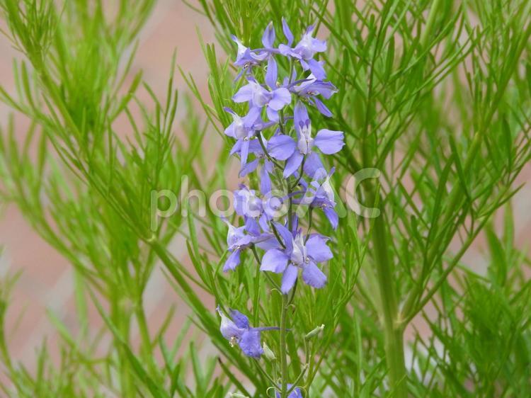 紫色のお花 花,紫色のお花,グリーンの写真素材
