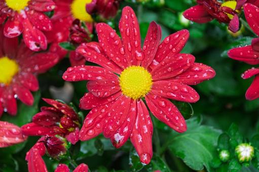 雨に濡れた赤い菊 菊,赤,花の写真素材