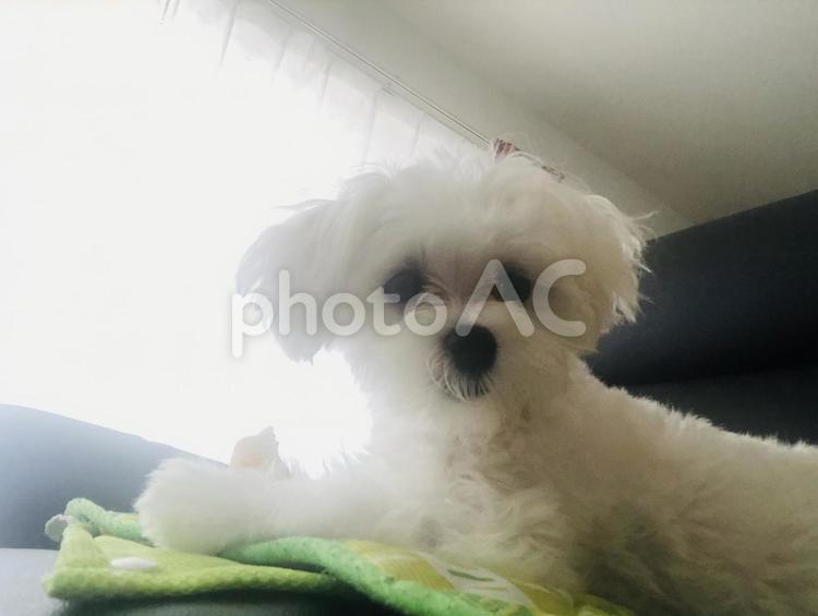 骨ガムを食べているマルチーズ 犬,マルチーズ,室内犬の写真素材