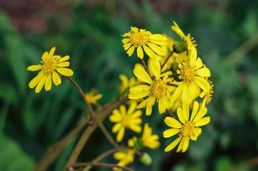 ツワブキの花 ツワブキ,石蕗,ツワの写真素材