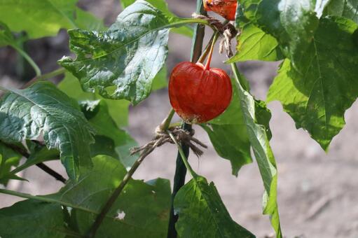 緑の葉とオレンジ色のほおづきの実 緑,葉,オレンジ色の写真素材