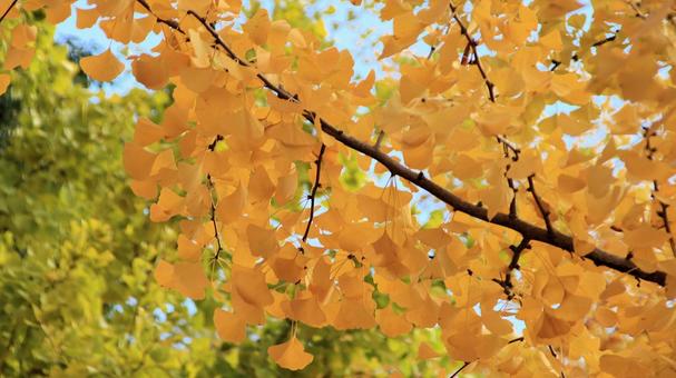 河口湖畔の黄葉した銀杏の木 銀杏,黄葉,秋の写真素材