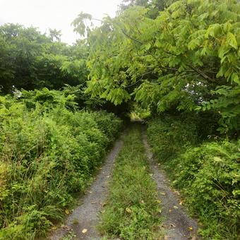 冒険への小道 冒険への小道の写真