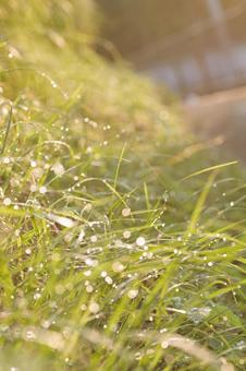 Photo, dew, drop, a flower, 