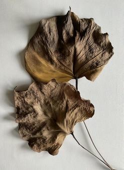 枯葉 枯葉の写真