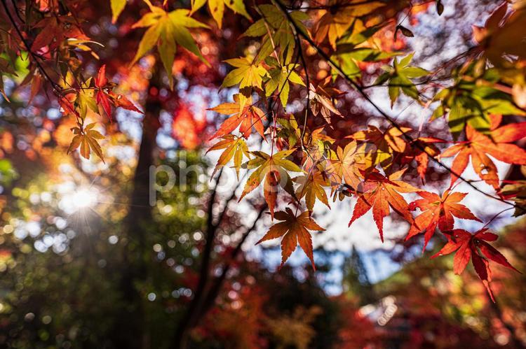 京都　-　【鍬山神社の紅葉】 京都,鍬山神社,紅葉の写真素材