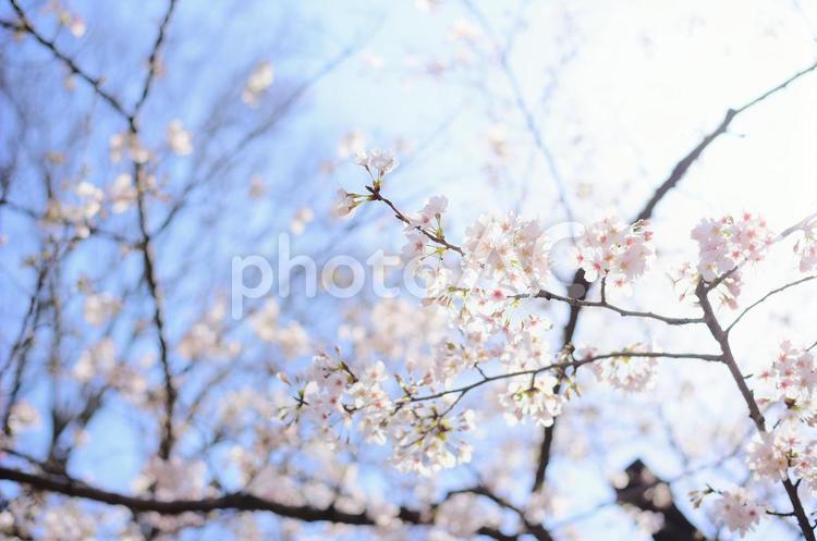 桜と晴れの青 さくら,春,木の写真素材