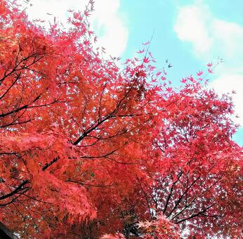 紅葉 紅葉の写真