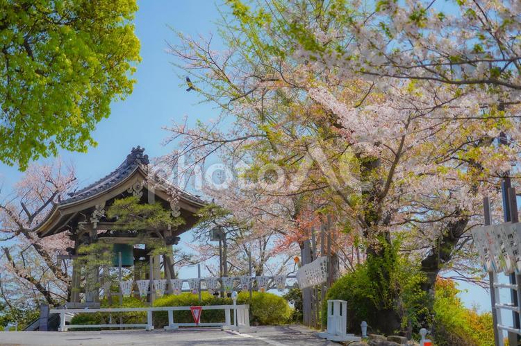 桜の鐘楼 鐘楼,桜,花の写真素材