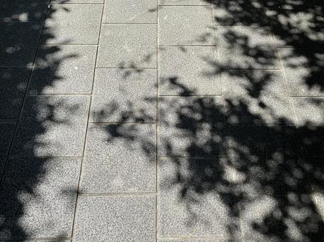 地面に映る木の影 地面に映る木の影の写真
