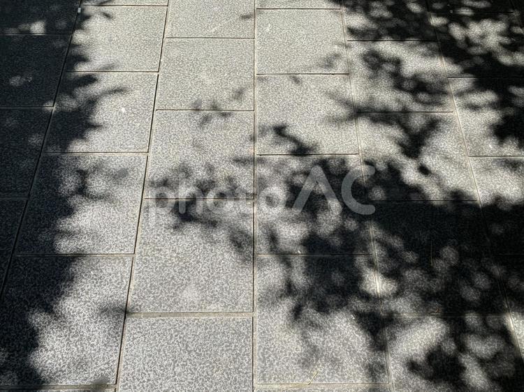 地面に映る木の影 木漏れ日,木の影,影の写真素材