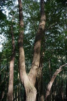 Tree trunks in the forest, woods, forest, wood, JPG