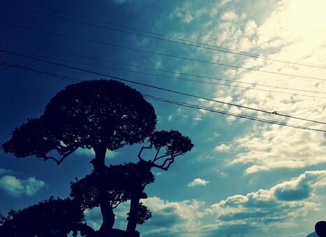 木と空と電線 木と空と電線の写真