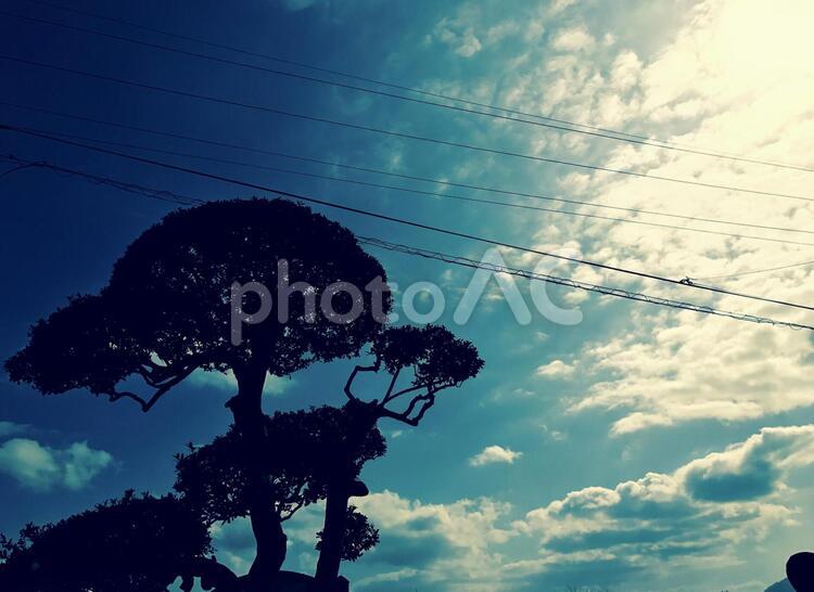 木と空と電線 空,シルエットで映す,風景の写真素材
