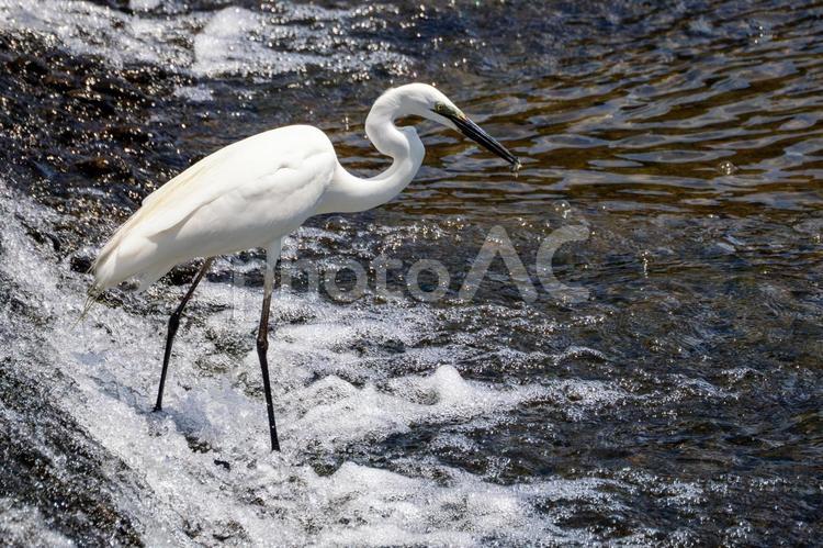ダイサギの狩り⒀ 鳥,ダイサギ,鳥類の写真素材