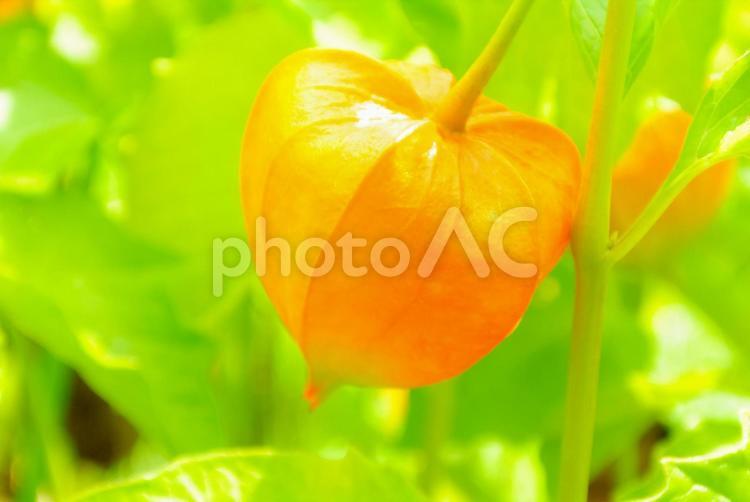 ほおずきのイメージ ほおずき,鬼灯,植物の写真素材