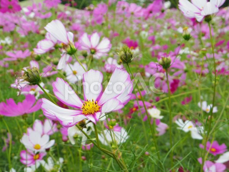 コスモス畑2（熊本県熊本市） コスモス,秋桜,コスモス畑の写真素材