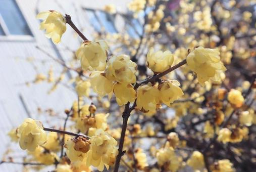 蝋梅の里の写真