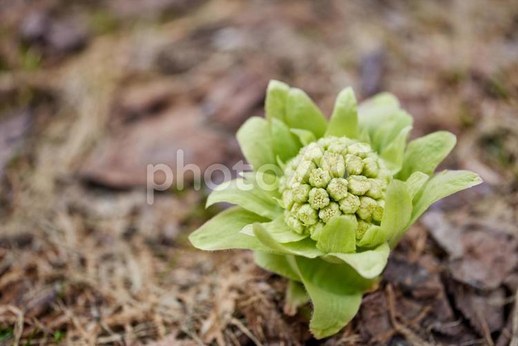 春を告げるフキノトウ ふきのとう,フキノトウ,蕗の薹の写真素材