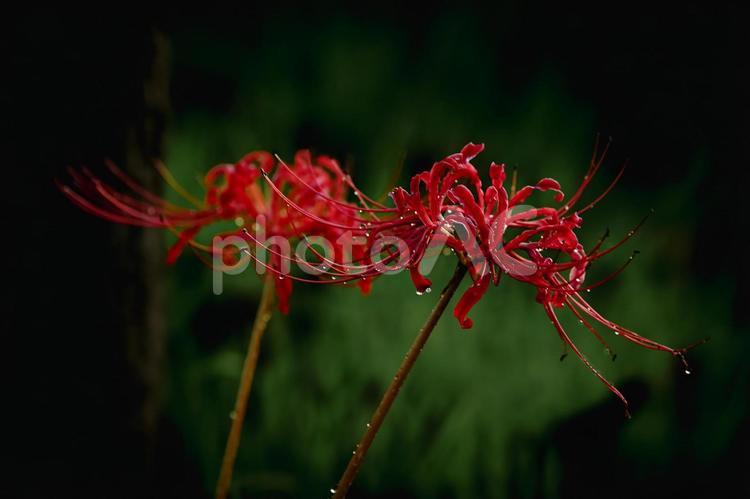 <素材>雨上がりに咲く真っ赤なヒガンバナ <素材>雨上がりに咲く真っ赤なヒガンバナ 彼岸花,ヒガンバナ,曼珠沙華の写真素材