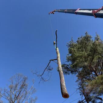 クレーンで伐採した幹を下ろしている様子 伐採,クレーン,木の写真素材