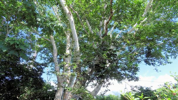 白馬五竜高山植物園のダケカンバの大木 白馬五竜高山植物園のダケカンバの大木 ダケカンバ,大木,夏山の写真素材