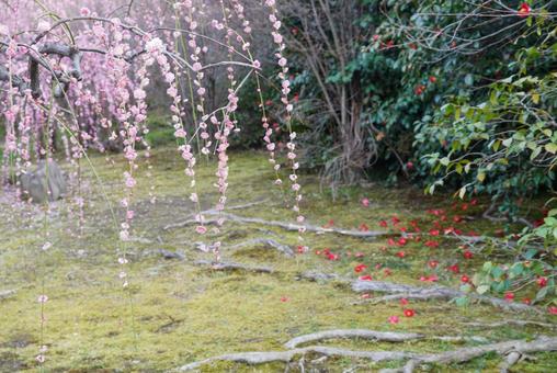 城南宮のしだれ梅 城南宮のしだれ梅の写真
