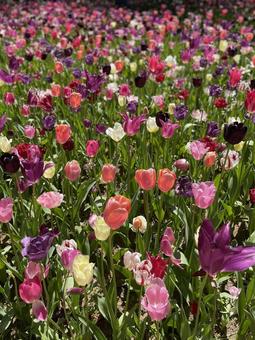 チューリップの写真