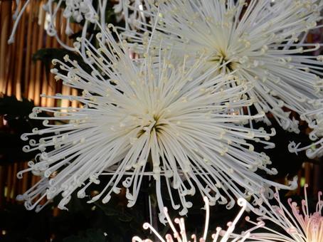 【風景写真】福山菊花展覧会の風景 キク,菊,菊花展の写真素材