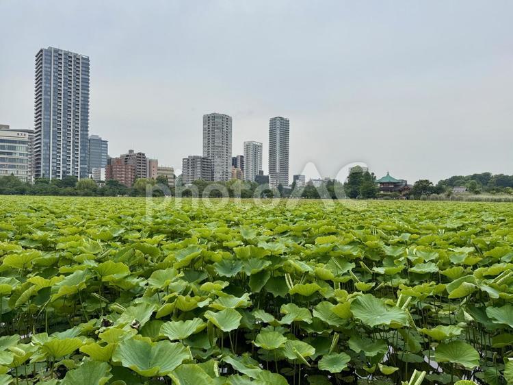 6月上旬の不忍池蓮池 びっしり,不忍池,上野の写真素材