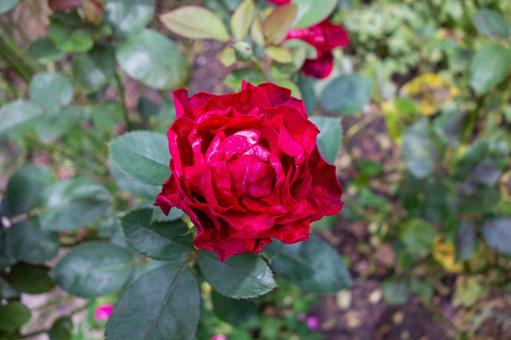 赤い薔薇 赤い薔薇の写真