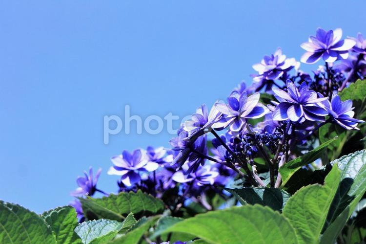 青空の青に溶け込むアジサイの花の色 紫陽花,アジサイ,ハイドランジアの写真素材