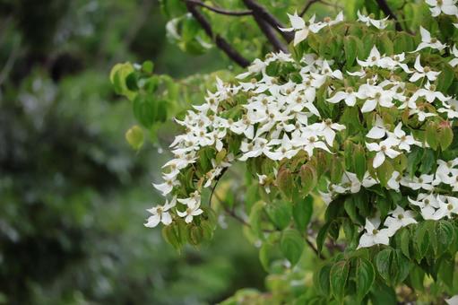 白い花びらのヤマボウシの花の咲く花木 白い花びらのヤマボウシの花の咲く花木の写真