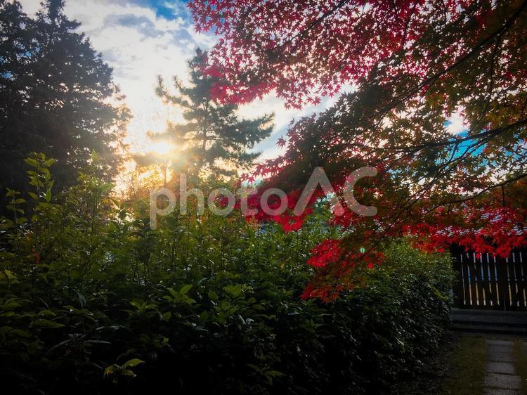 紅葉越しに差し込む夕日 紅葉,秋,木漏れ日の写真素材
