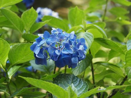 紫陽花 紫陽花の写真